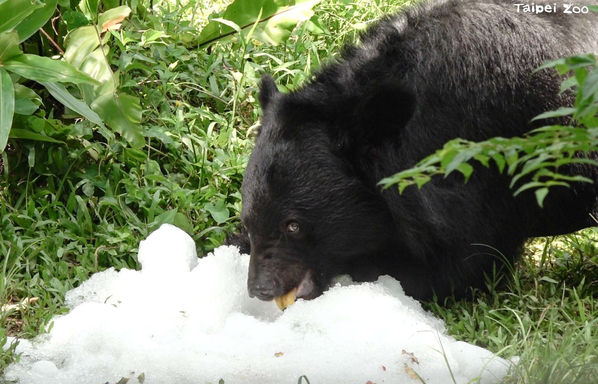 熊熊來吃冰 夏季動物蔬果剉冰持續供應